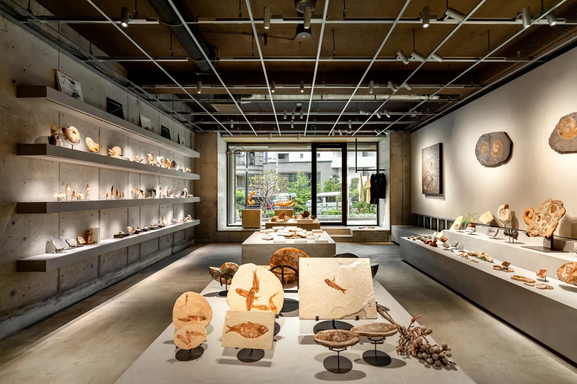 新宿開幕 買得到的化石博物館TOKYO 博物館級真化石展示兼販售