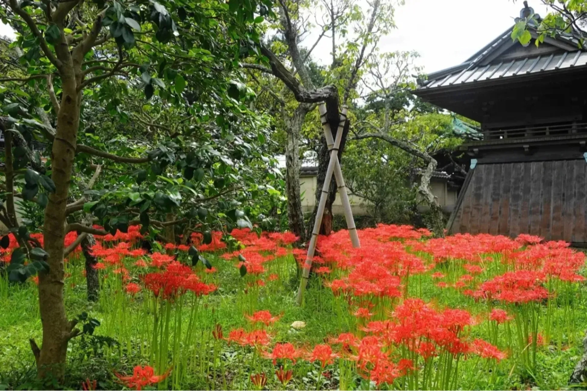 【2026】神奈川彼岸花名所4選 花期與祭典資訊