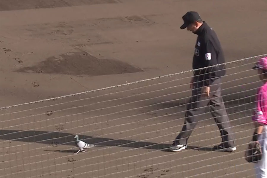 樂天對西武比賽鴿子亂入 延長賽中斷1分鐘