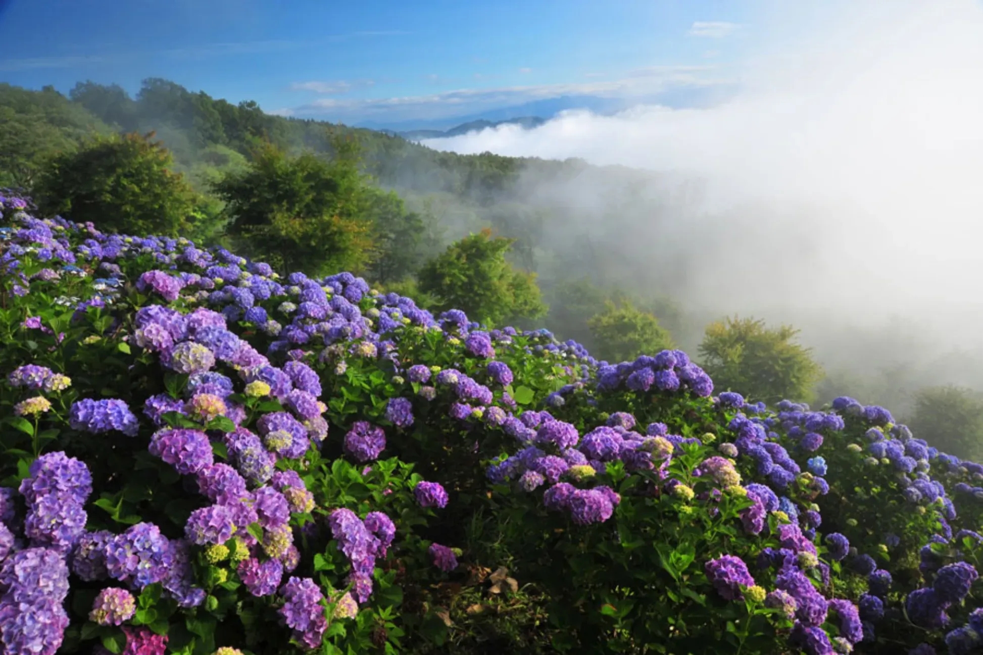 【2026】埼玉紫陽花7大景點整理 雲海同框也能拍到