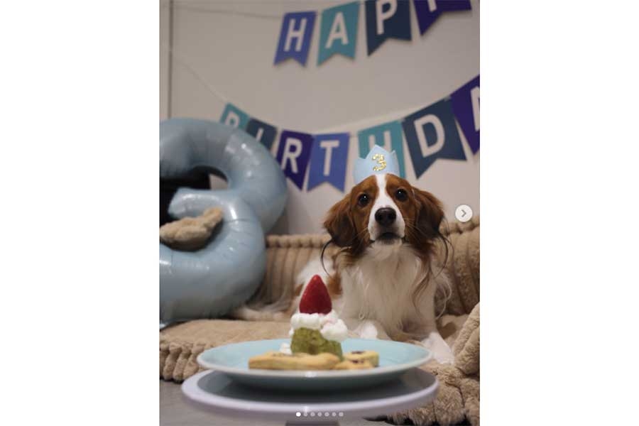 大谷翔平替愛犬Decoy慶3歲生日 IG曬舔蛋糕跳欄照