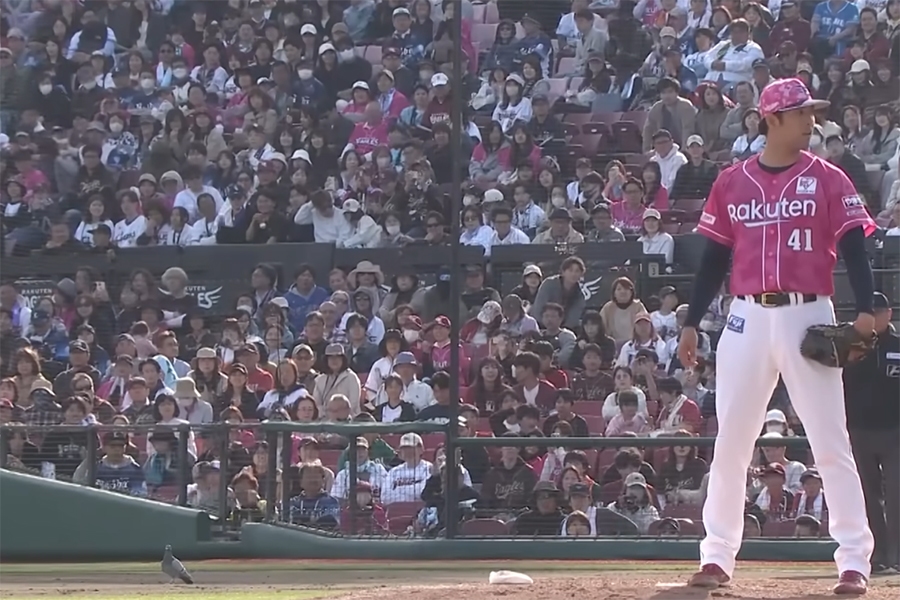 西武對樂天延長賽驚見鴿子亂入 球迷笑稱今年最奇特事件