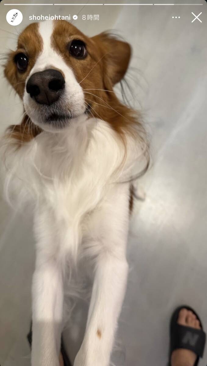 大谷翔平曬Decoy最新照 客場6連戰打完用愛犬照報平安