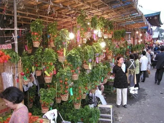 淺草觀音「四萬六千日」酸漿市集