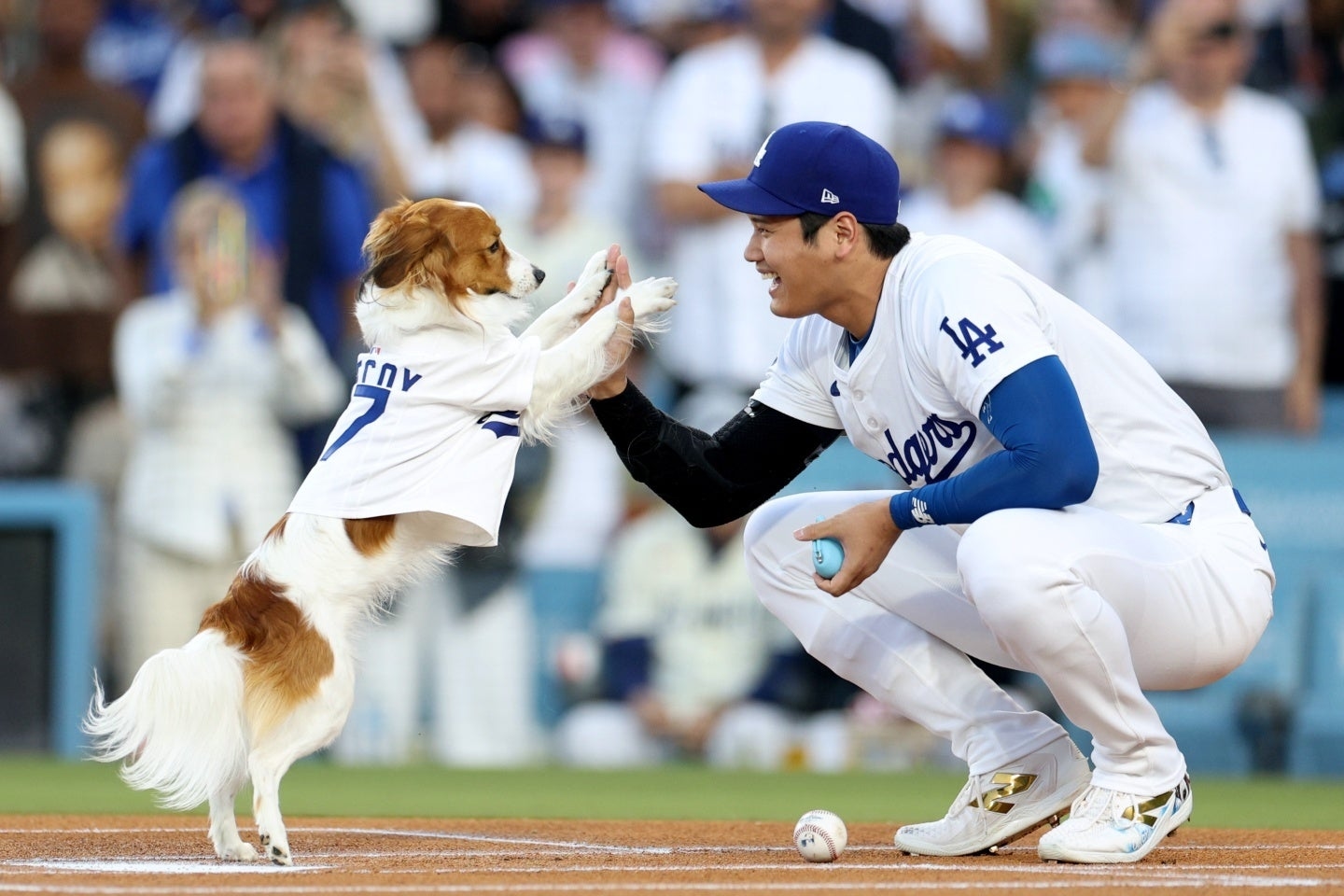 MLB翻出大谷翔平愛犬始球式 球迷留言回味