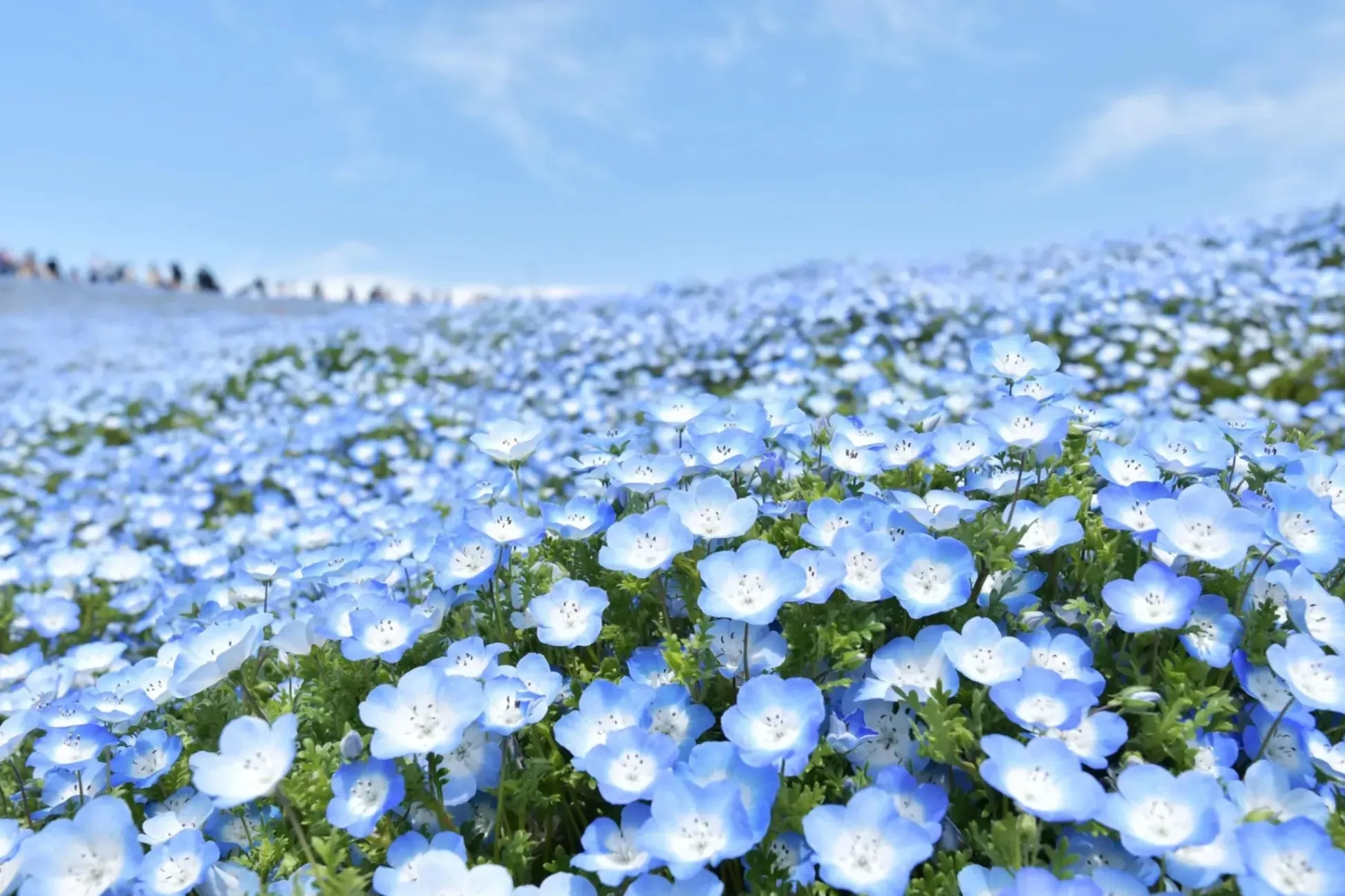 關東粉蝶花7大賞花點整理 花期株數與活動一次看