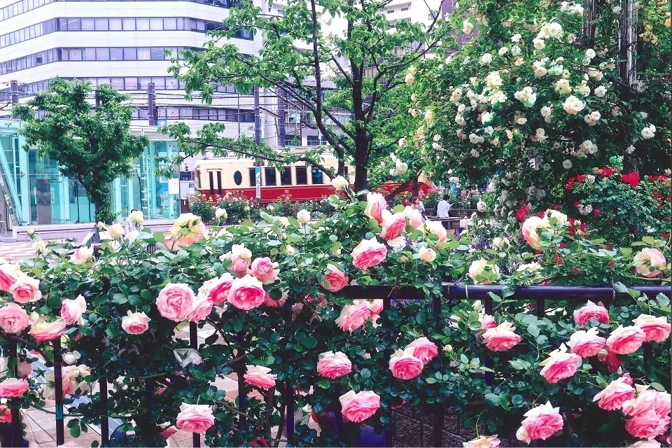 第25回大塚玫瑰祭