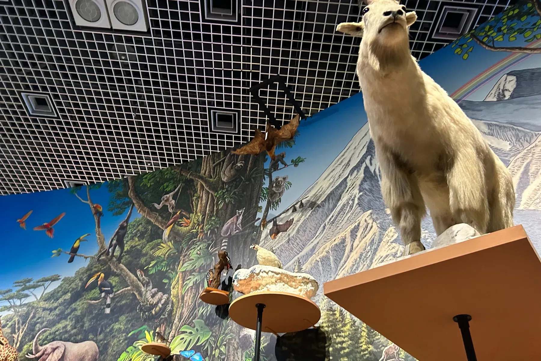 特展「生物超世界展 國立科學博物館×達爾文來了！」