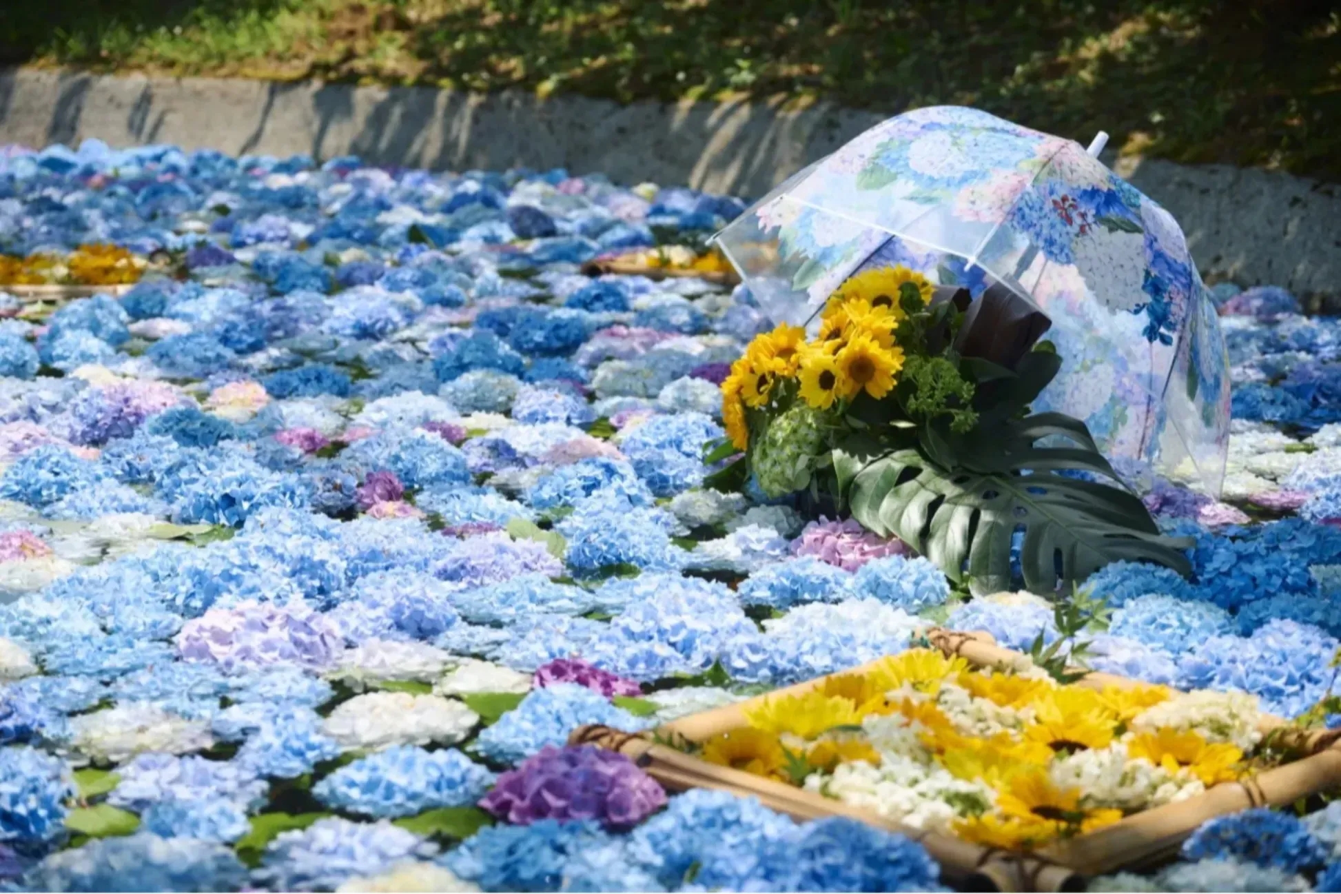 【2026】神奈川繡球花景點 10 選 花期見頃是什麼時候？
