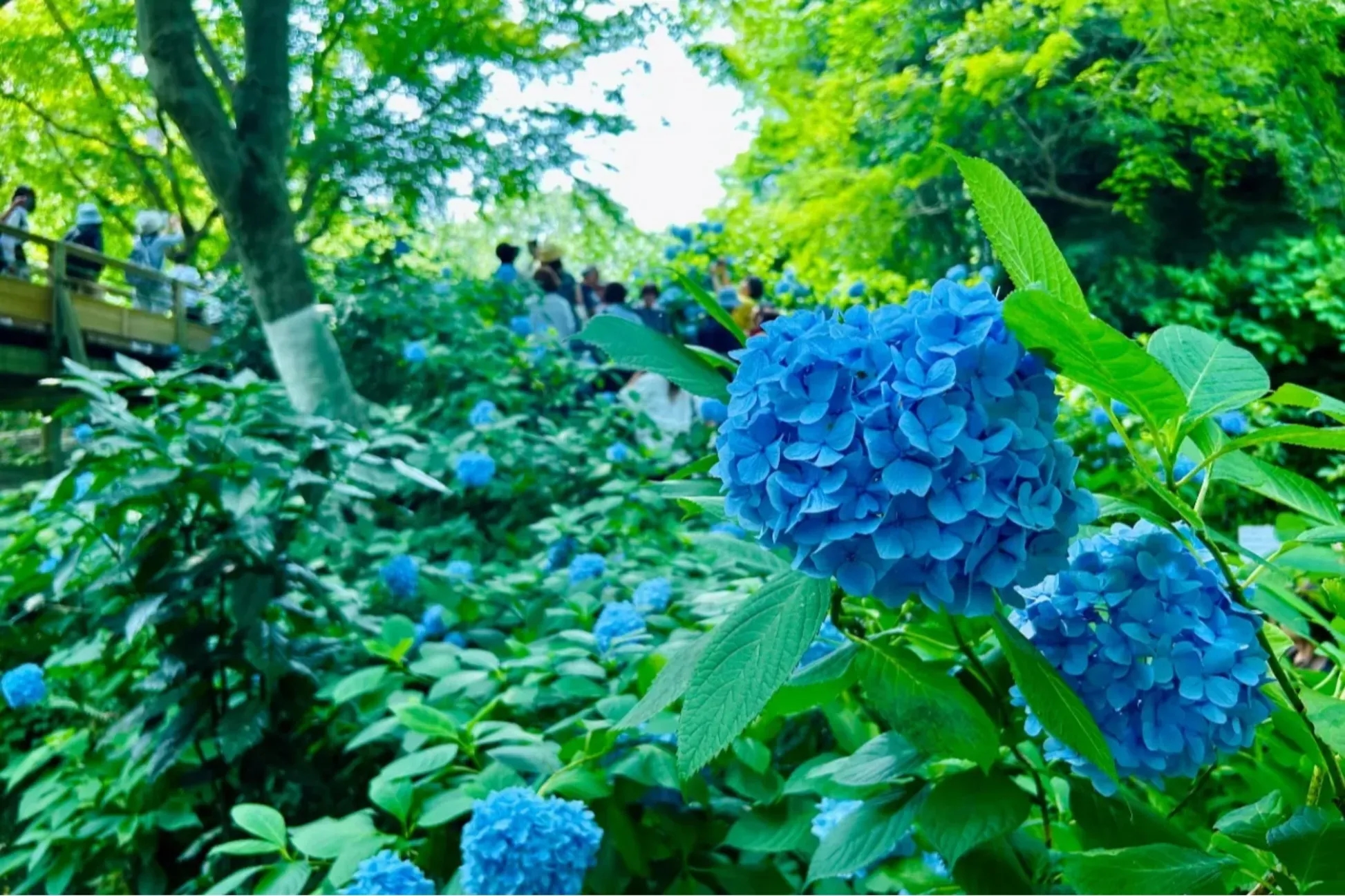 【2026】北鎌倉 明月院繡球花直擊 明月院藍包場的療癒觀戰報告