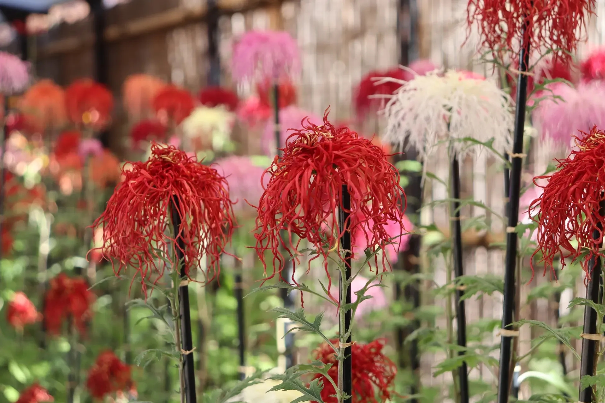 【東京】知名菊花展、菊花祭 5 選|2026